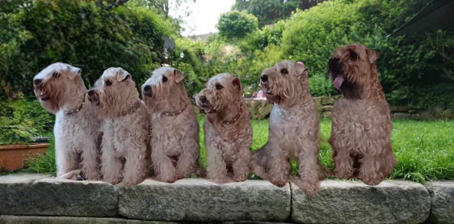 Sechs Irish Soft Coated Wheaten Terrier