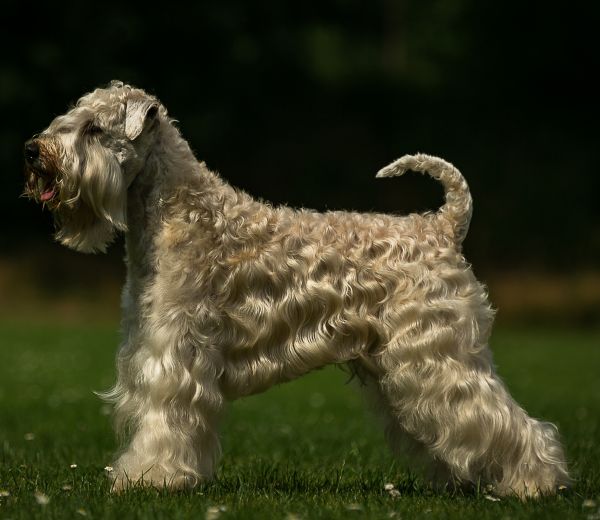 Irish Soft Coated Wheaten Terrier
