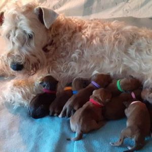 Irish Soft Coated Wheaten Terrier Wurf