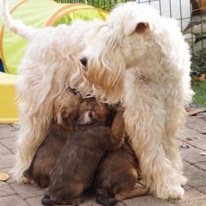 Irish Soft Coated Wheaten Terrier Ballyhara's