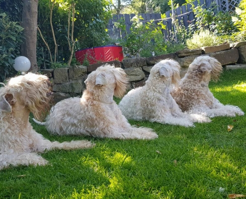 Irish Soft Coated Wheaten Terrier