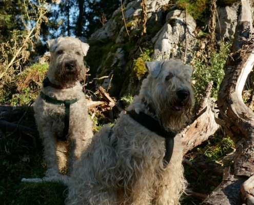 Irish Soft Coated Wheaten Ballyhara's