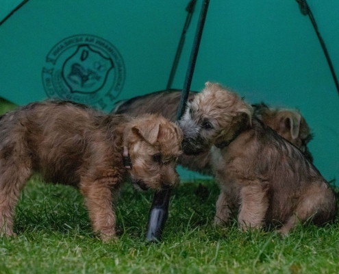 Irish Soft Coated Wheaten Welpen