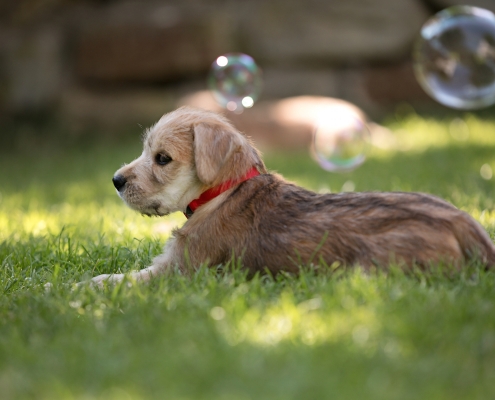 Irish Soft Coated Wheaten Welpe