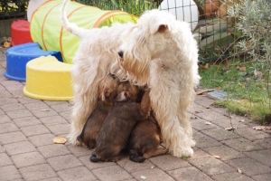 Irish Soft Coated Wheaten Welpen