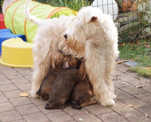 Irish Soft Coated Wheaten Welpen