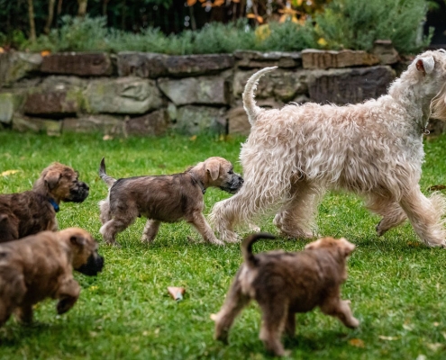 Irish Soft Coated Wheaten Welpen Ballyhara's