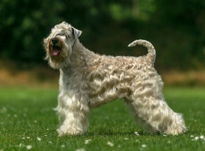 Ballyhara's Irish Soft Coated Wheaten Terrier