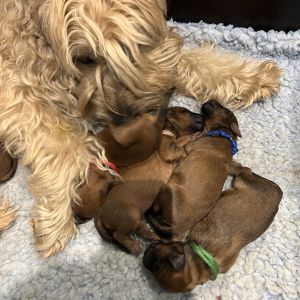 Irish Soft Coated Wheaten Terrier