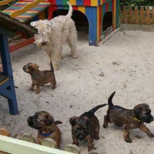 Irish Soft Coated Wheaten Terrier Welpen