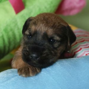 Kerry Blue Terrier Welpen