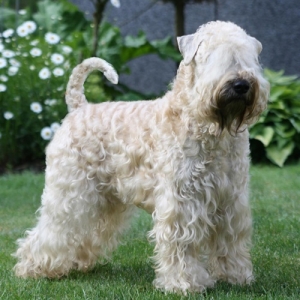 Irish Soft Coated Wheaten Terrier Wheaten My Love