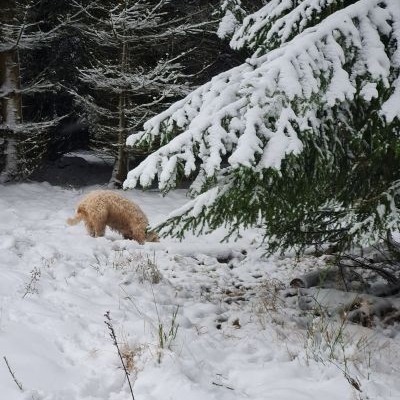 Irsih Soft Coated Wheaten Terrier im Schnee