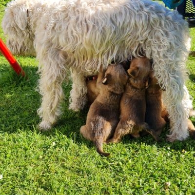 Irish Soft Coated Wheaten Mama mit Welpen