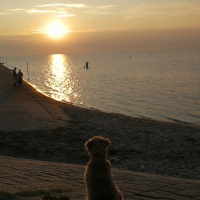 Wheaaten Terrier vor einem Sonnenaufgang