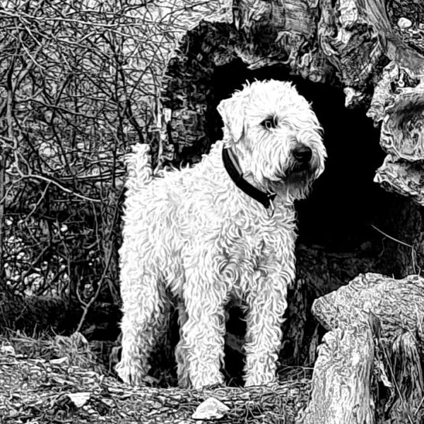 Wheaten Terrier in Schwarz Weiss