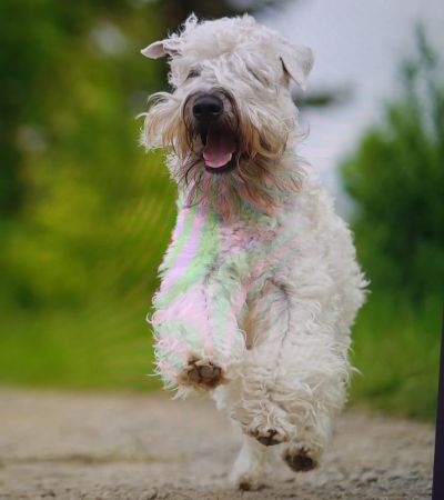 Irish Soft Coated Wheaten Terrier Wheaten Angels