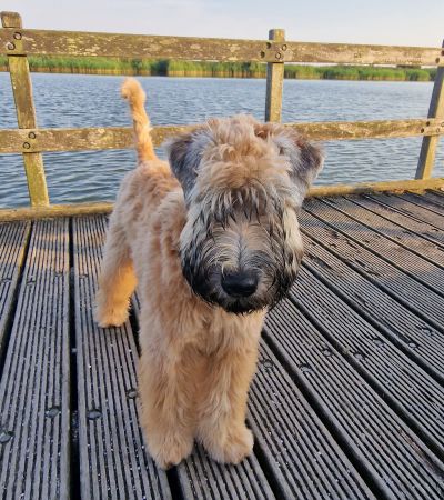 Irish Soft Coated Wheaten Terrier Wheaten Angels