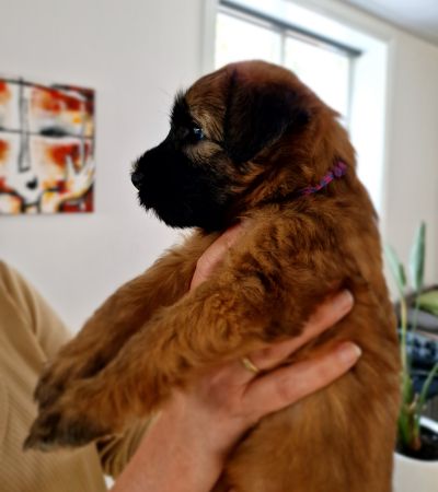 Irish Soft Coated Wheaten Terrier Wheaten Angels