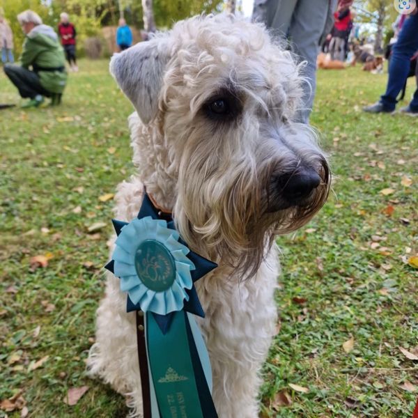 Irish Soft Coated Wheaten Terrier Wheaten Angels