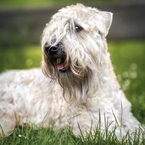 Duke - Irish Soft Coated Wheaten Terrier