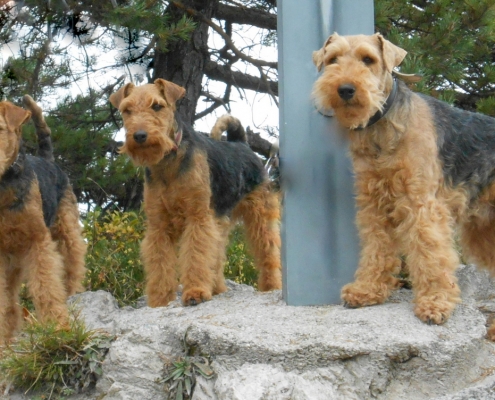 Pamirs Welsh Terrier