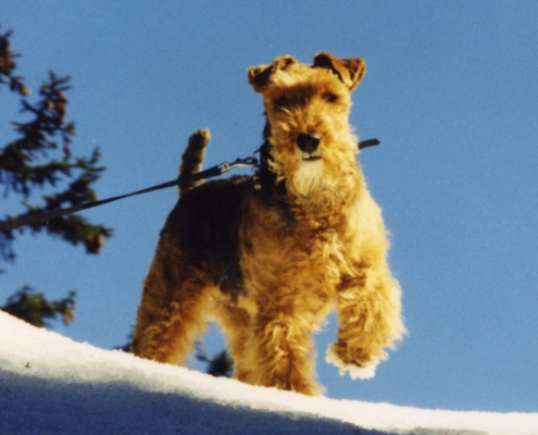 Pamirs Welsh Terrier