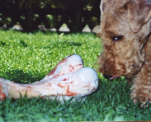 Pamirs Welsh Terrier