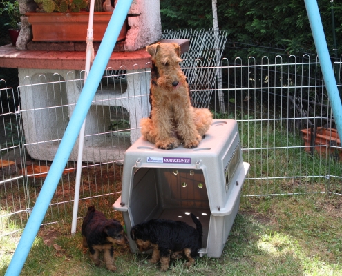 Pamirs Welsh Terrier