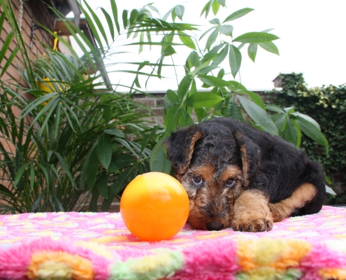 Pamirs Welsh Terrier