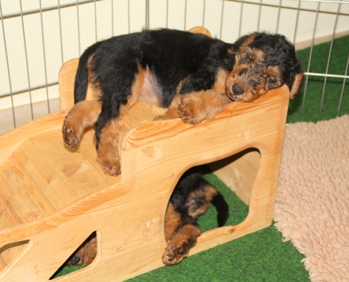 Pamirs Welsh Terrier