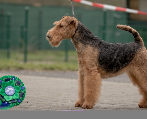 Pamirs Welsh Terrier