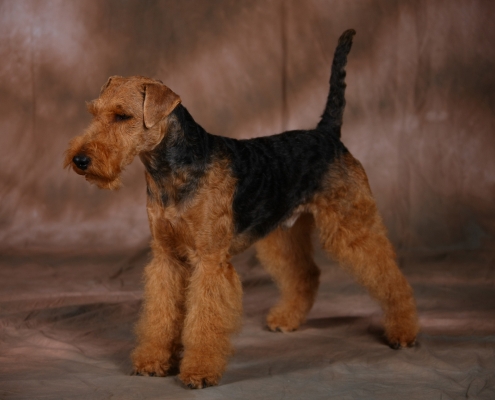 Pamirs Welsh Terrier