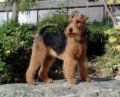 Pamirs Welsh Terrier