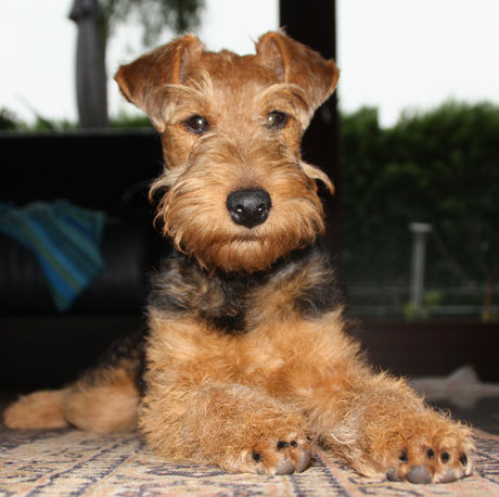 Welsh Terrier Züchter Adressen - Terrier.de - Treffpunkt für Terrierfreunde