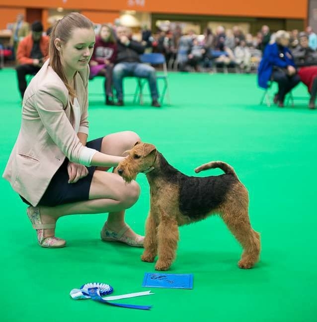 Pamirs Welsh Terrier