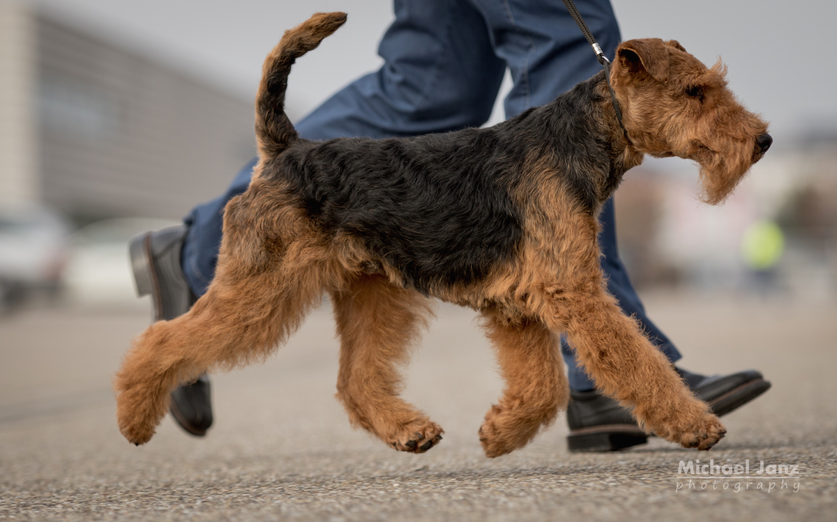 Welsh Terrier