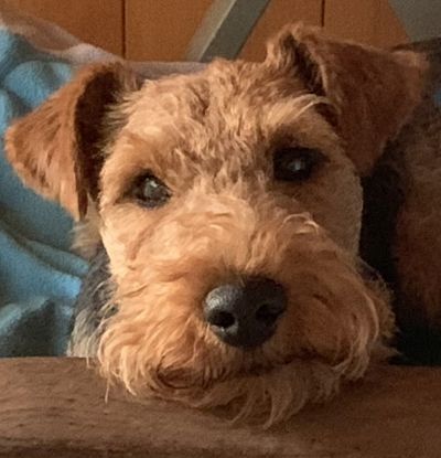 Welsh Terrier vom Ziguernerloch