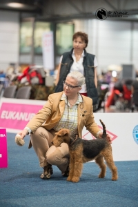 Welsh Terrier vom Zigeunerloch