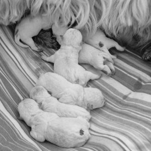 West Highland White Terrier von Gesekendörpe