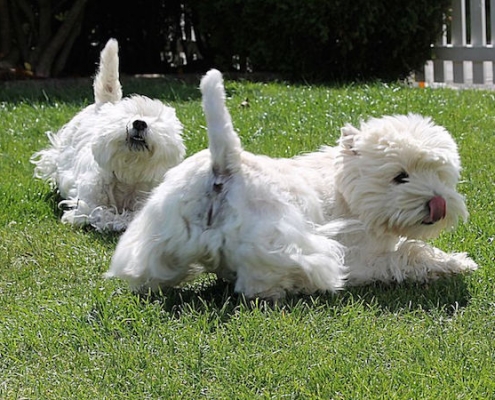 West Highland Terrier White Snowshoes