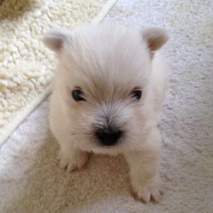 Terrier Welpen