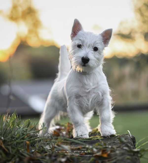 West Higland White Terrier Zazou