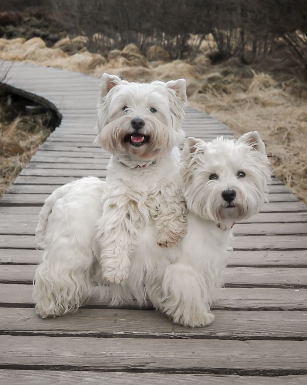 West Highland White Terrier - Westie - of Devil Secrets