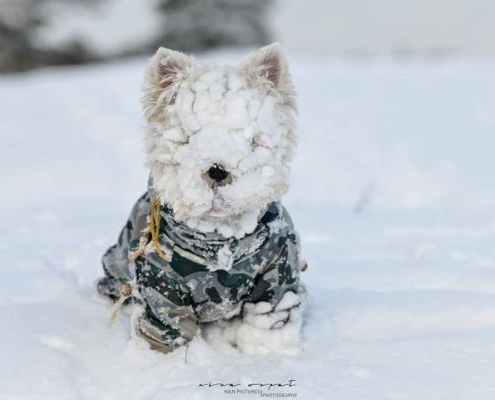 West Highland White Terrier - Westie - of Devil Secrets