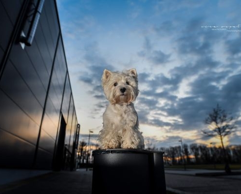 West Highland White Terrier - Westie - of Devil Secrets