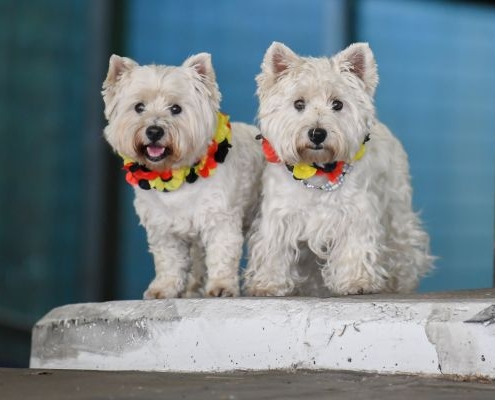 West Highland White Terrier - Westie - of Devil Secrets