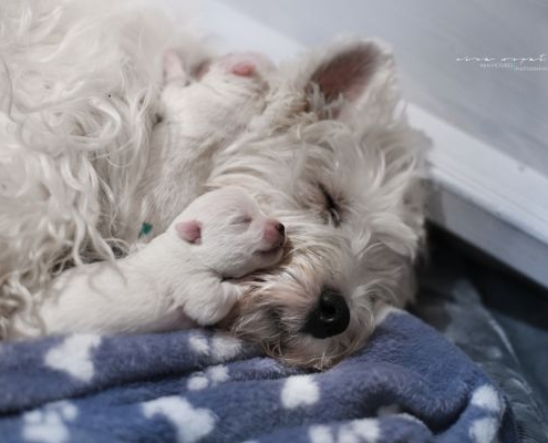 West Highland White Terrier - Westie - of Devil Secrets