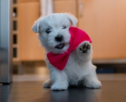 West Highland White Terrier - Westie - of Devil Secrets