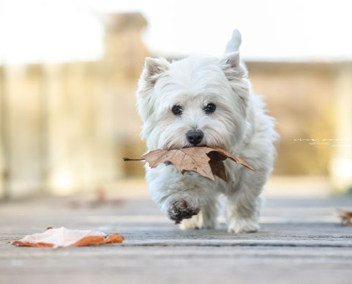 West Highland White Terrier - Westie - of Devil Secrets